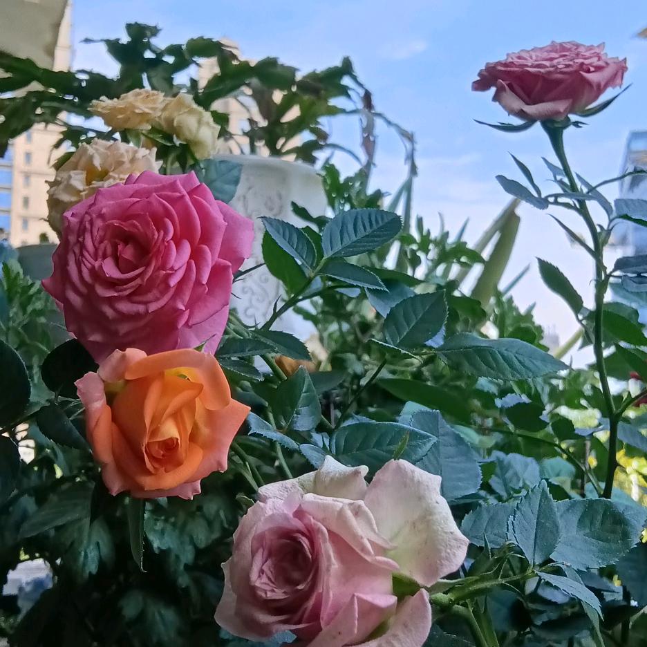 এ᭄白开水🌺ོꦿ࿐