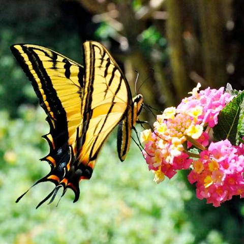 缘媛开心分享好物