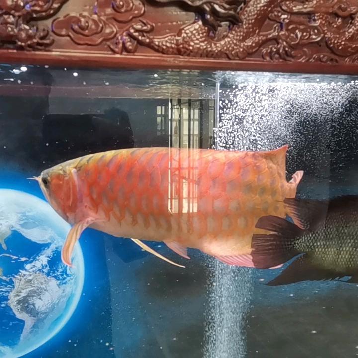 杨大哥