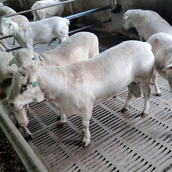 河南开封澳洲白绵羊
