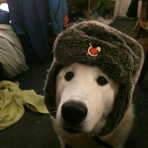 hqzx☭