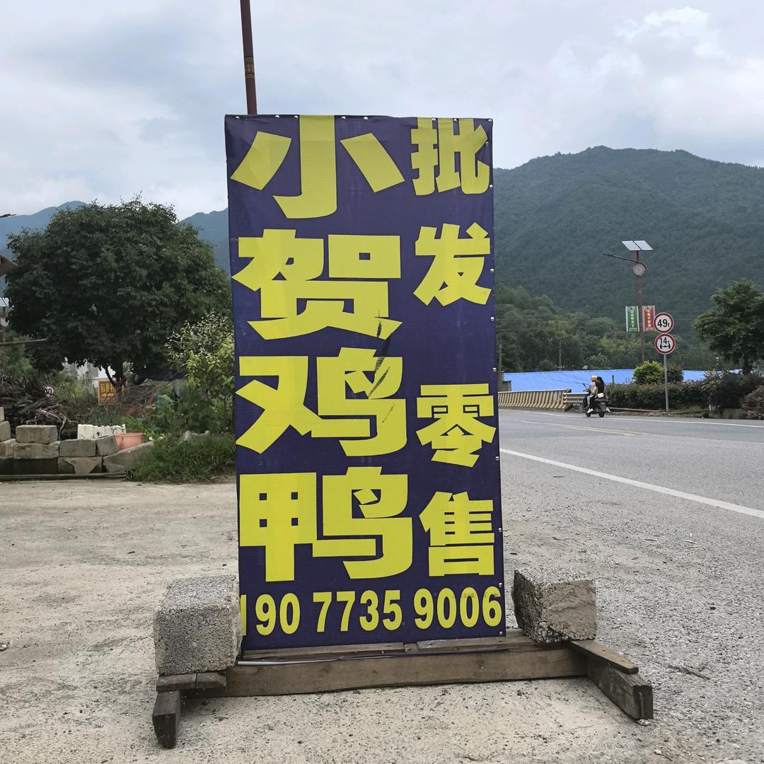 灌阳仁渡马桥小贺果园鸡鸭批发