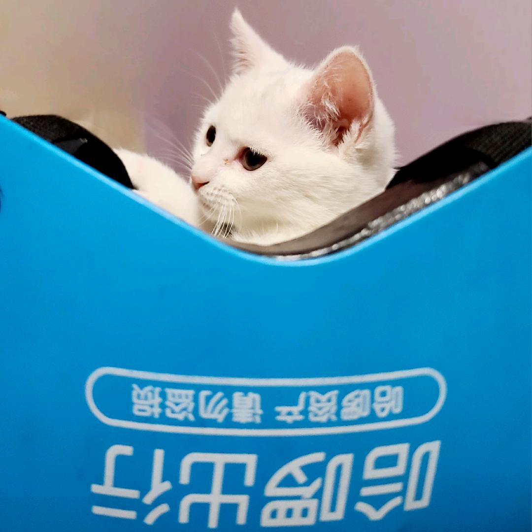 哈博追车