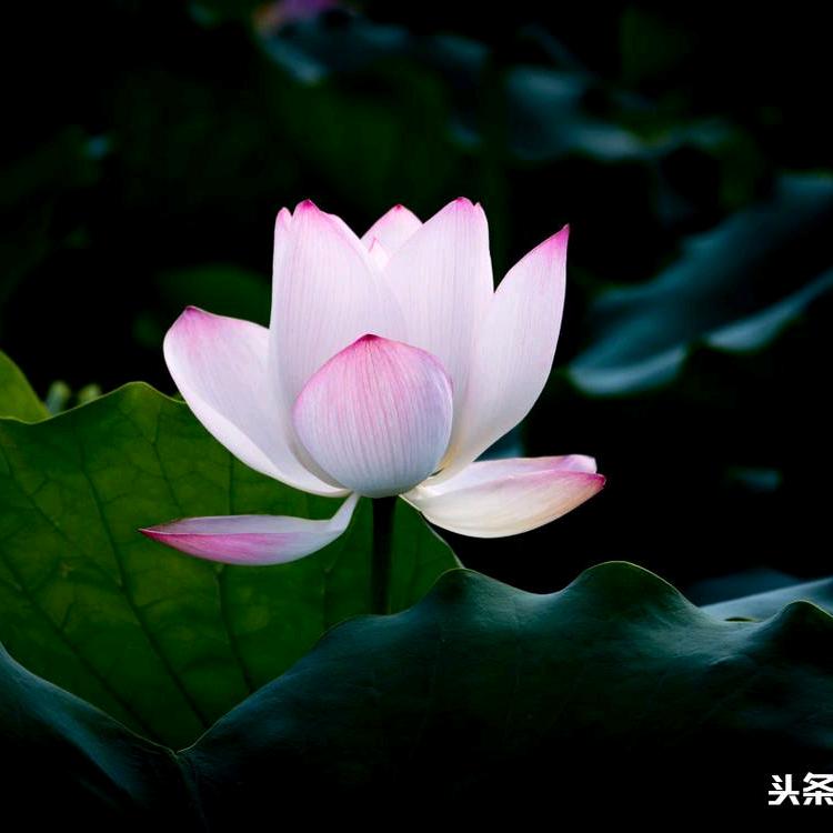 凡子尘