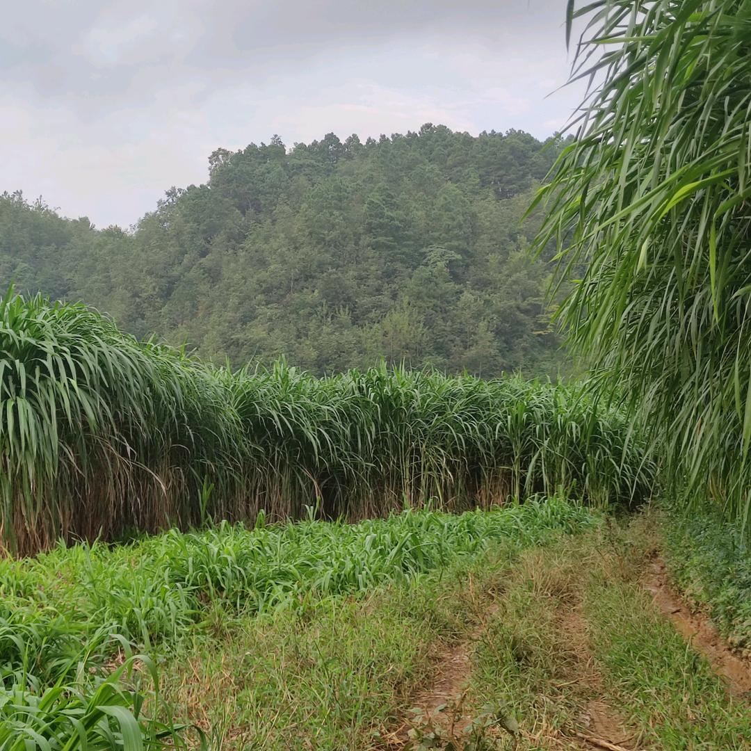 牧草养殖小蔡