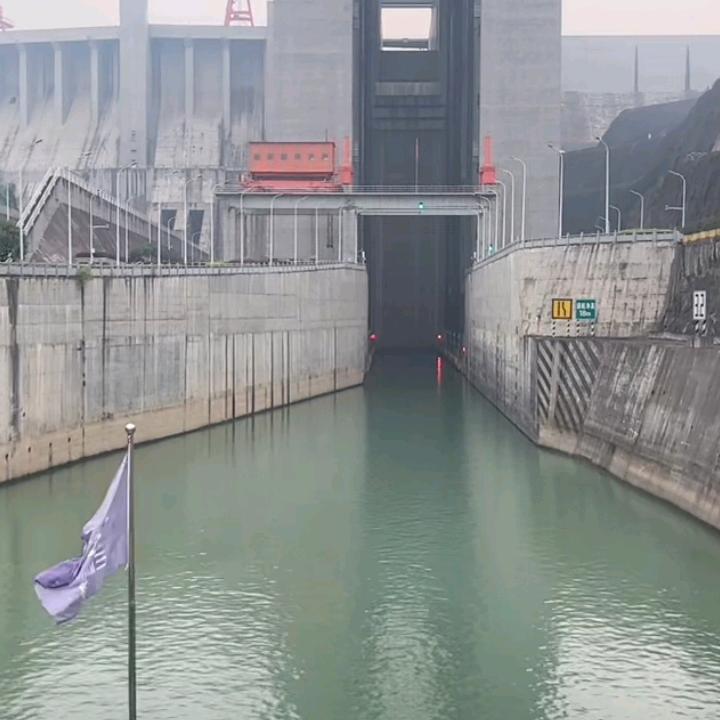 白鸽子