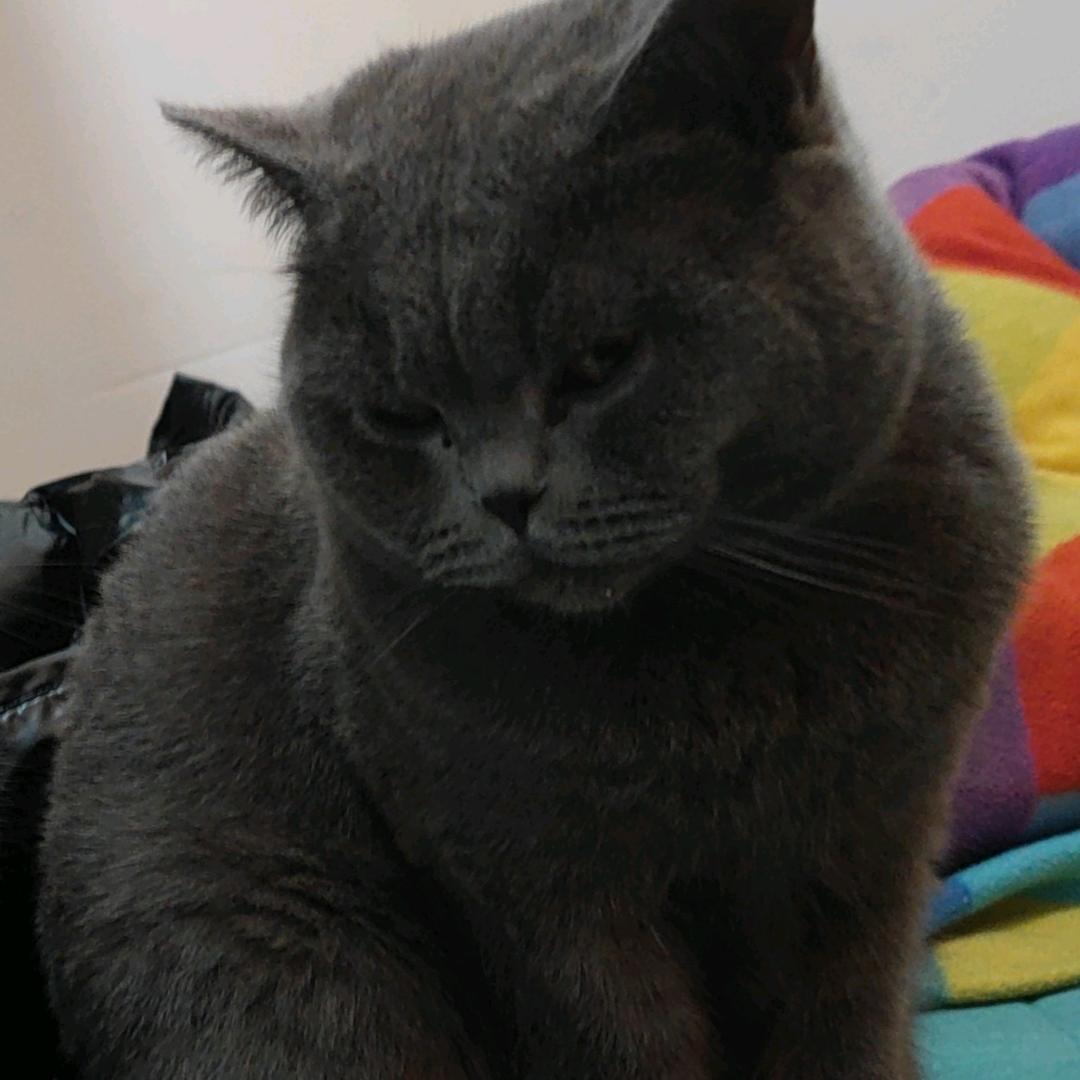 👉  喵星喵泡面 ᭄ 👈