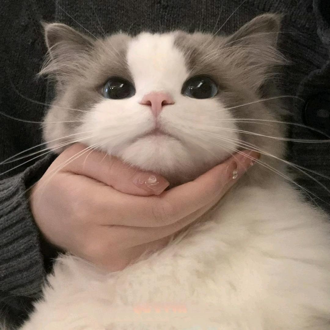 小小一只