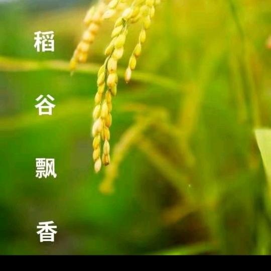 稻谷飘香