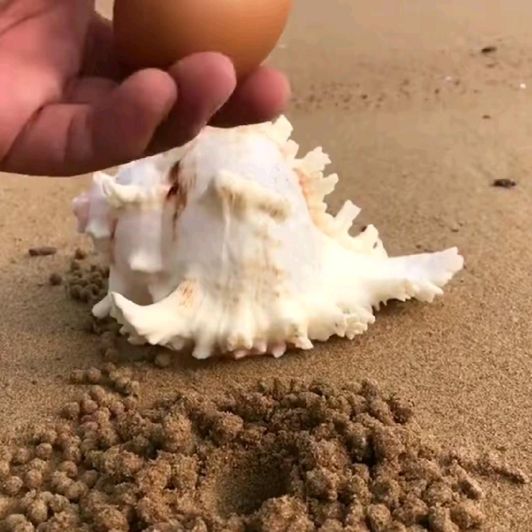 赶海老张