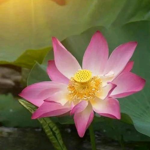 白城凡圣同居孝养苑