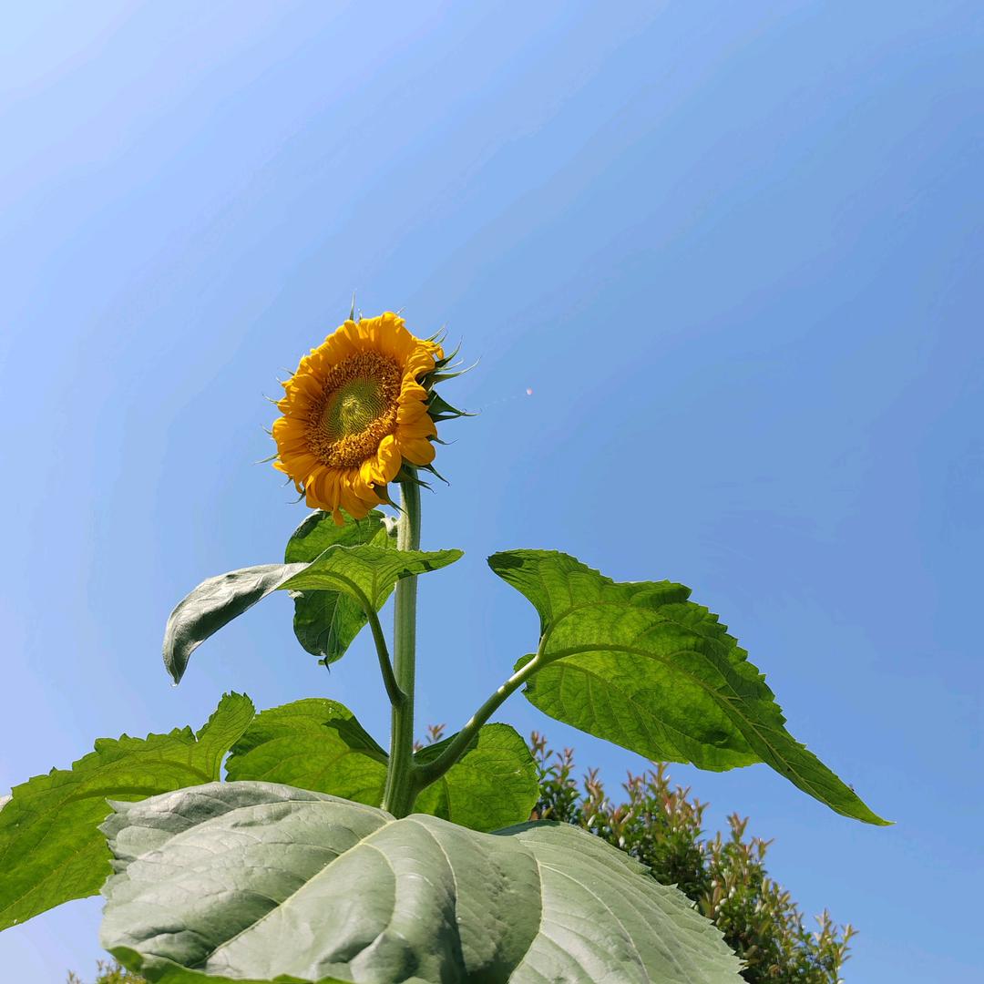 六和鹌鹑专用饲料永城总代理