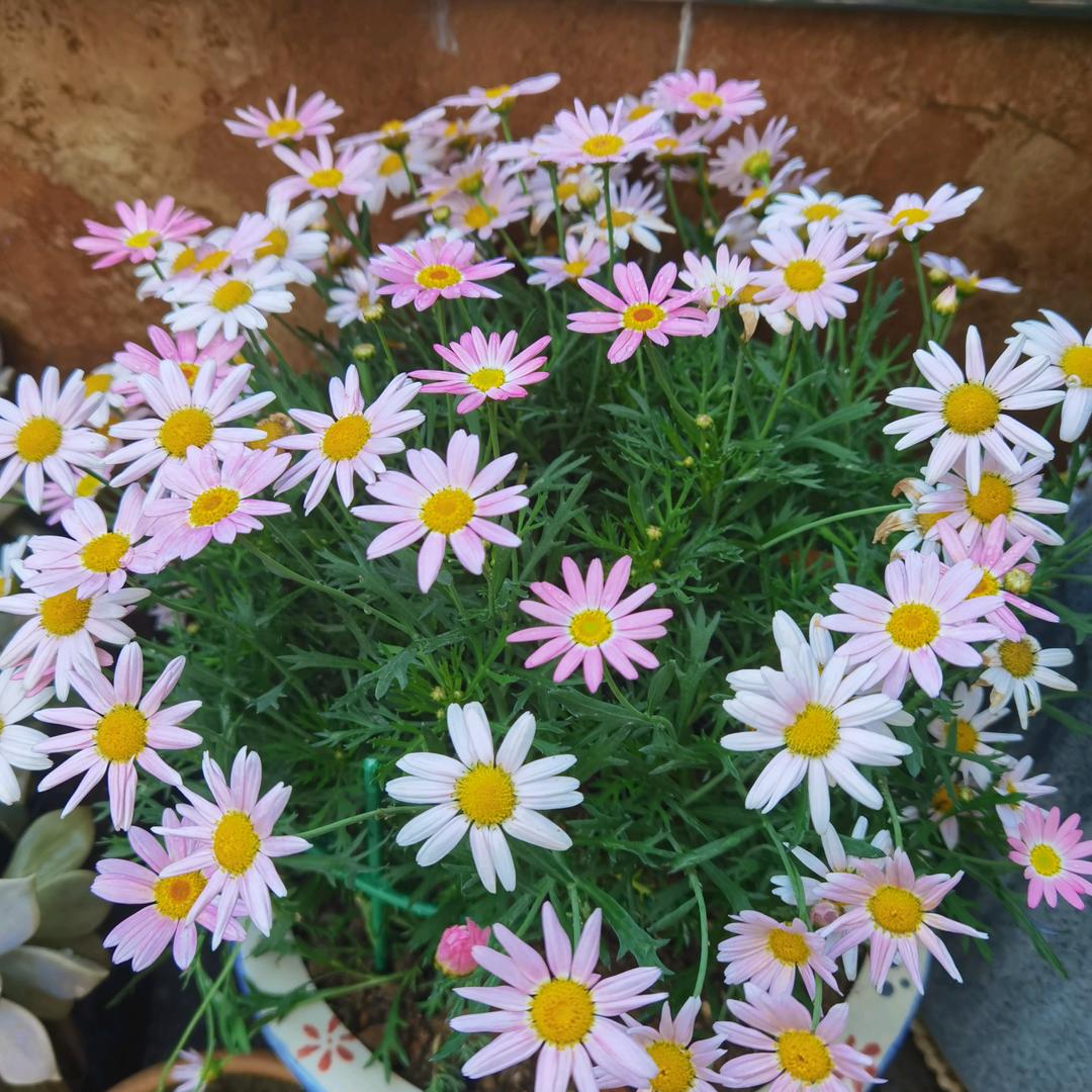 童姐的花园