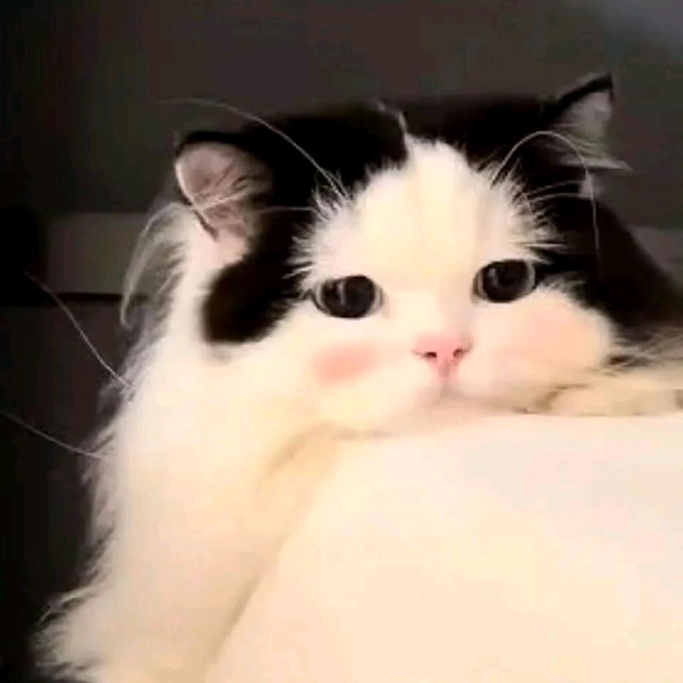 天才美少女甜茶头像