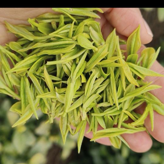 茶农(づ′▽`)づ