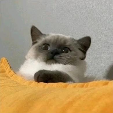 萱本人（红米）