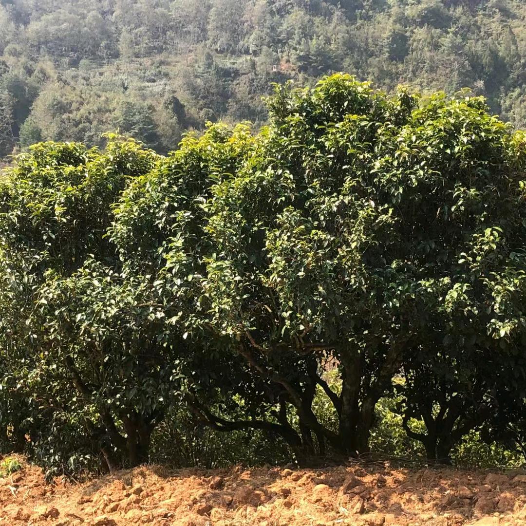 茶山黑妹