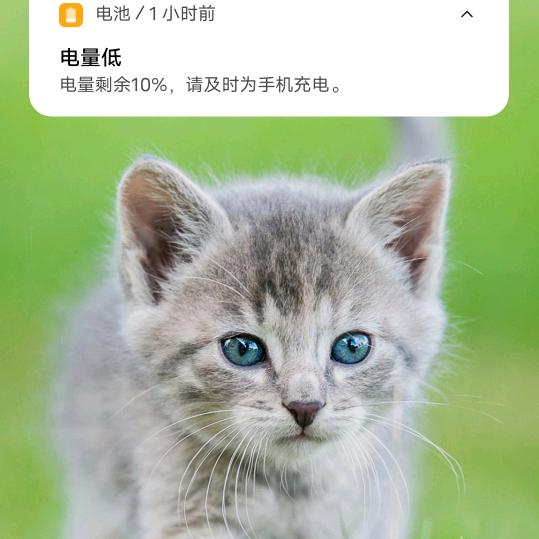 皮皮