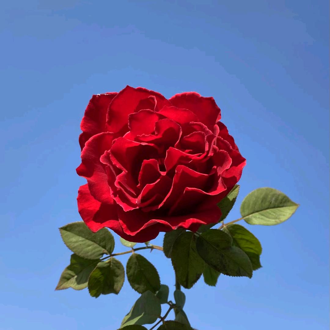 蒸蒸日上