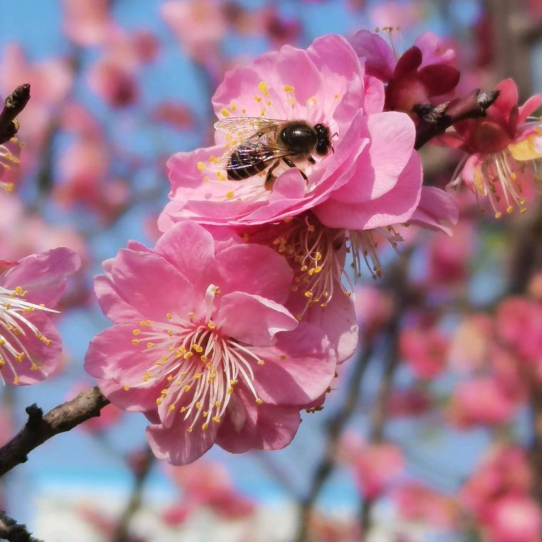 🌸花晨月夕🌸