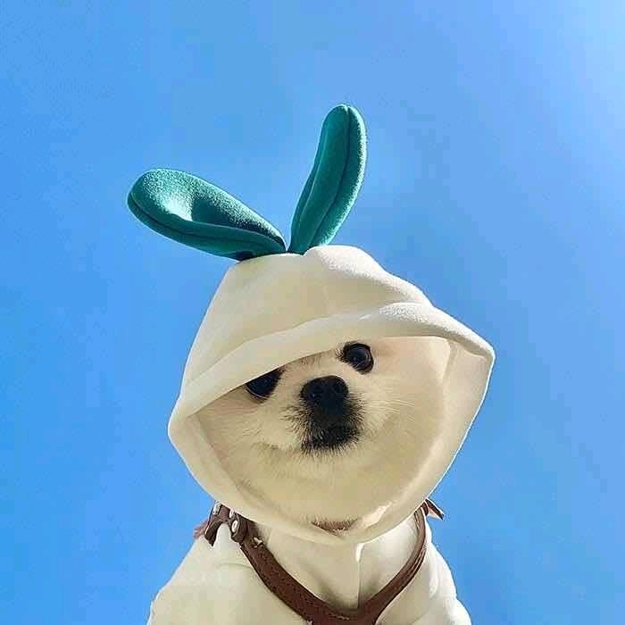 小盖同学要早睡🍊