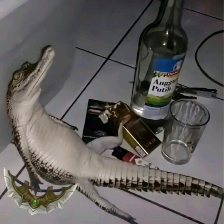 爱洗澡的小鳄鱼