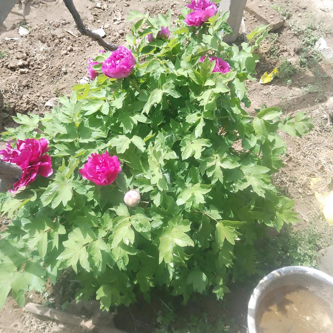 两个孙子的爷爷老刘