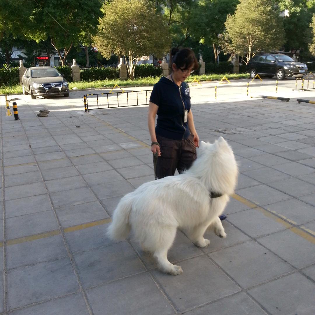 摩西是个萨摩耶