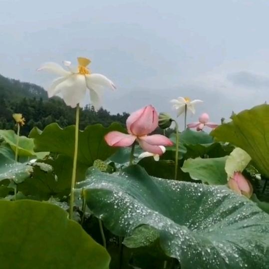 荷花藕种