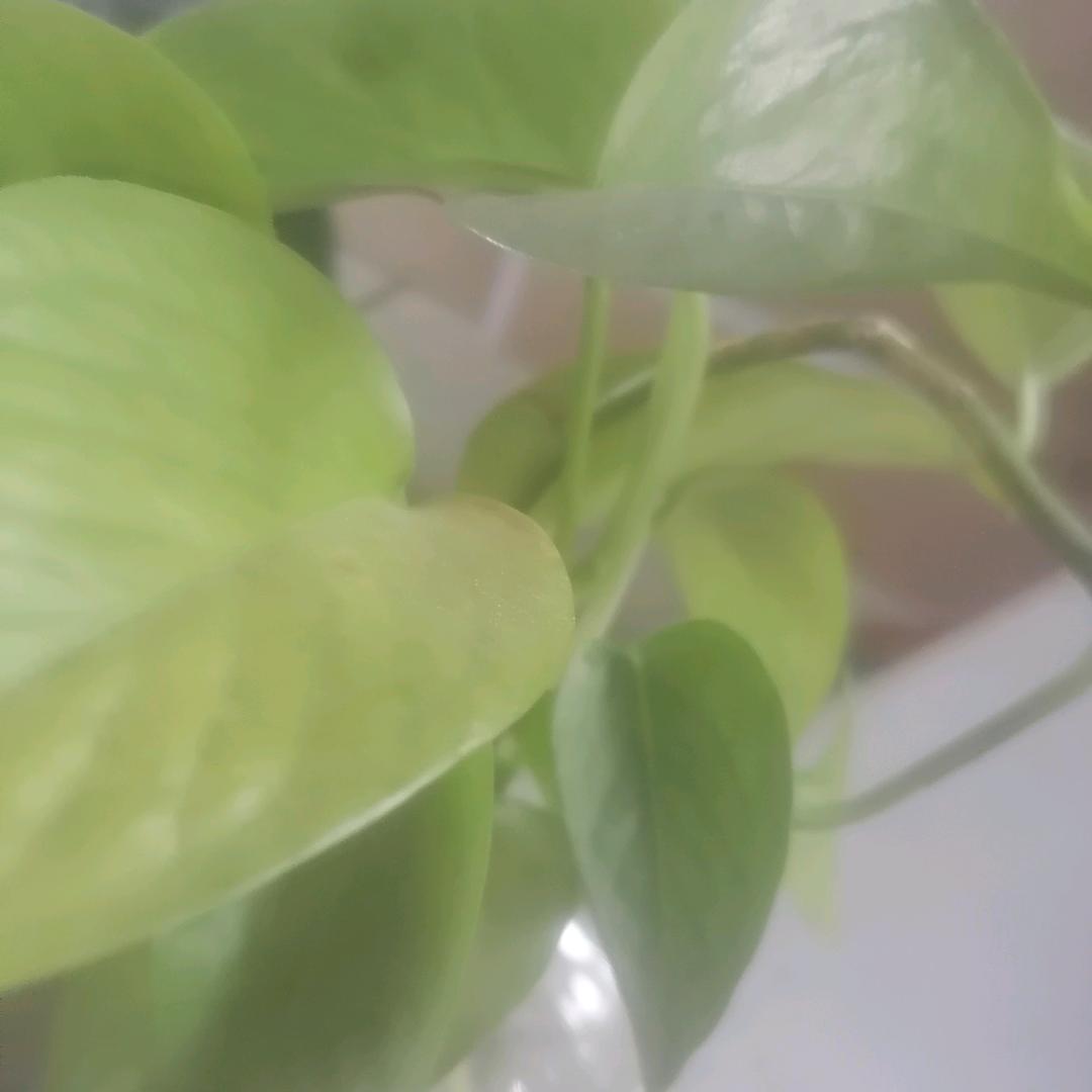光芒万张