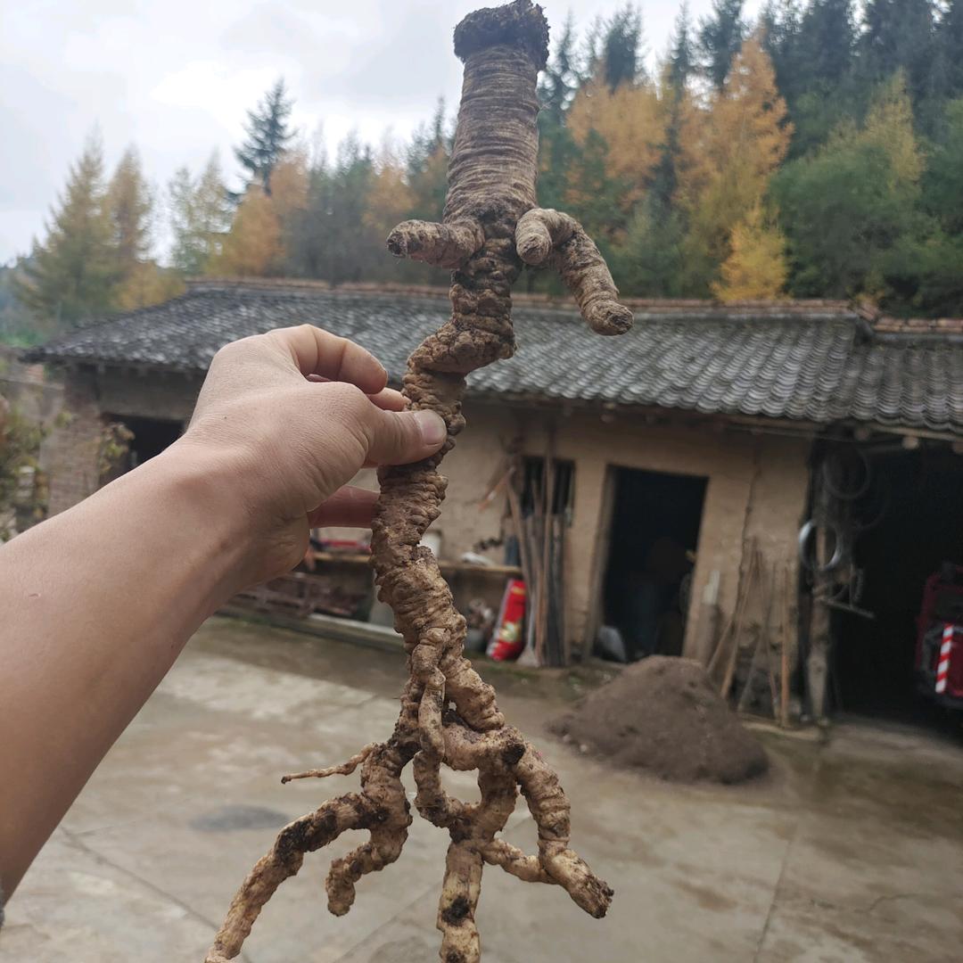 漳县山野草药农副产品店