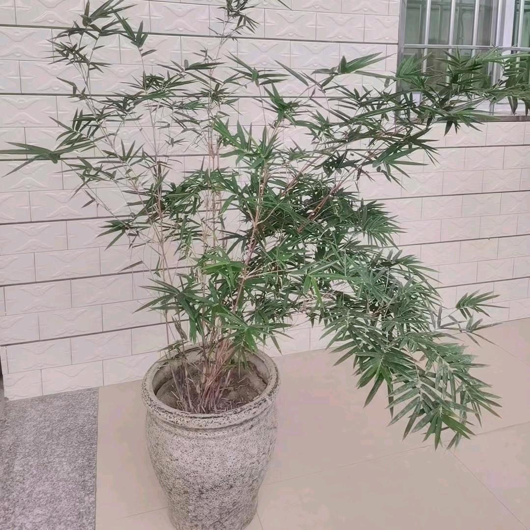 茗花竹苑