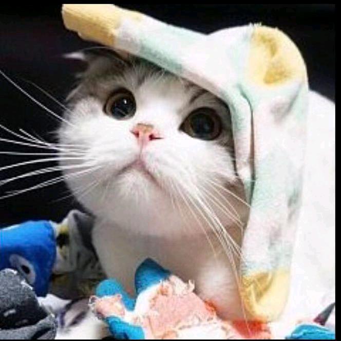 手机用户81476002069