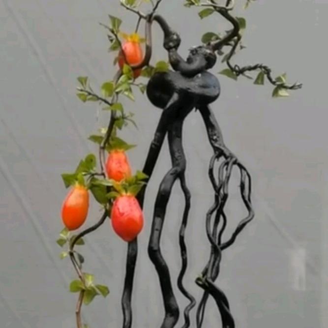 蜂蜜盆景园