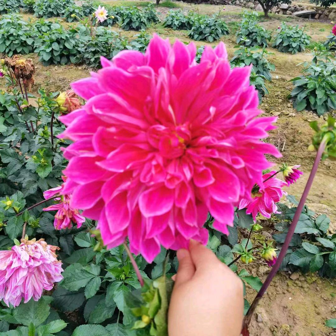 ꧁꫞茂💞菊꫞꧂