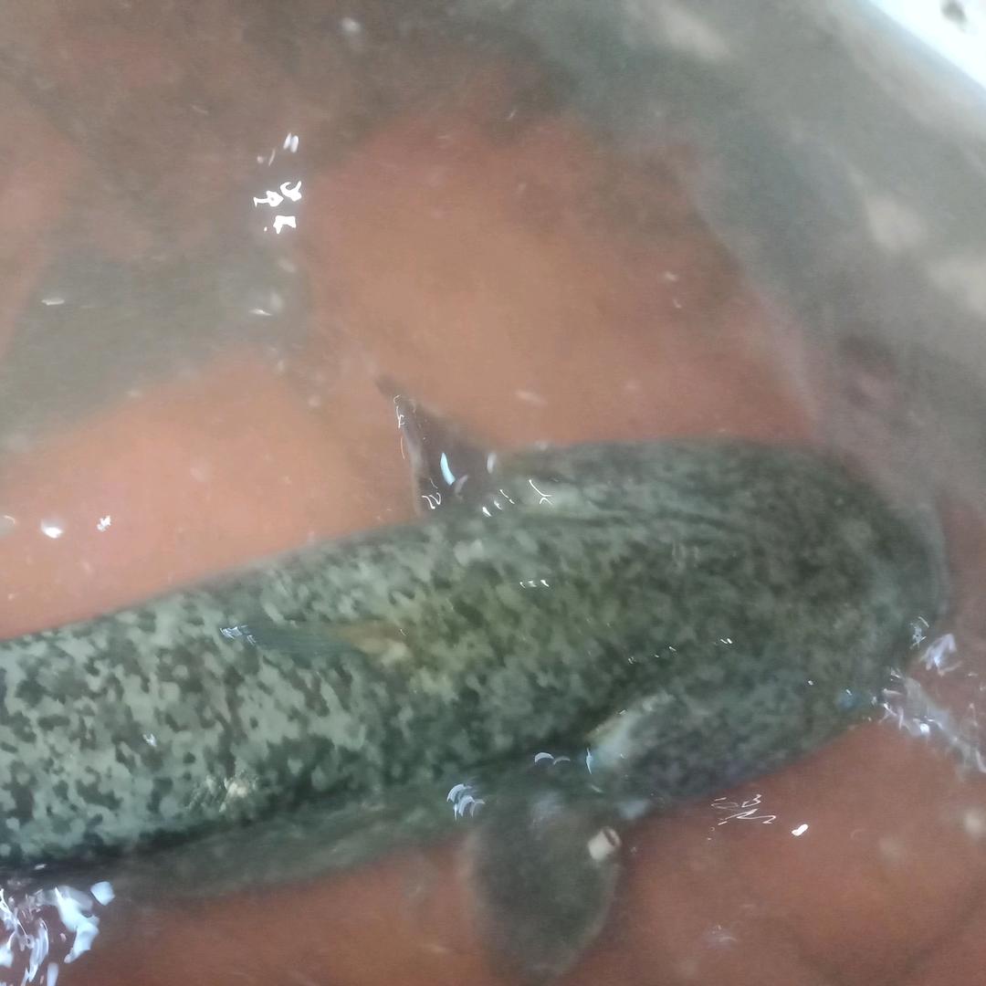 鱼城天下