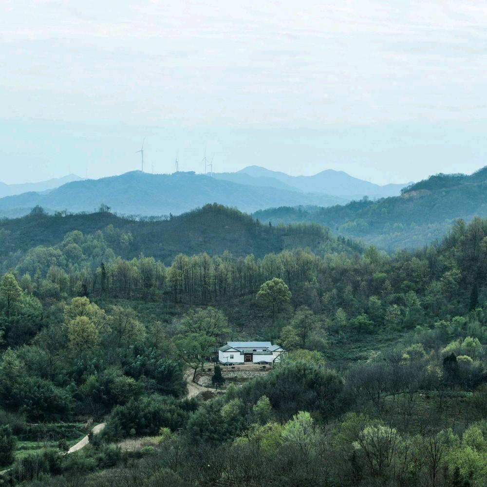 甘甘河南粒粒香茶叶有限公司茶叶专卖店
