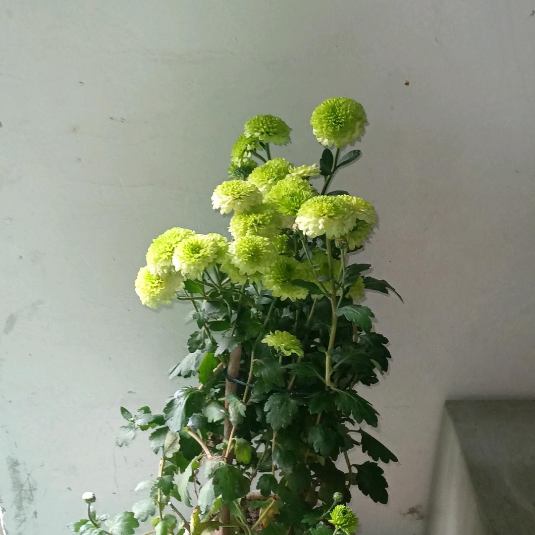 丽一