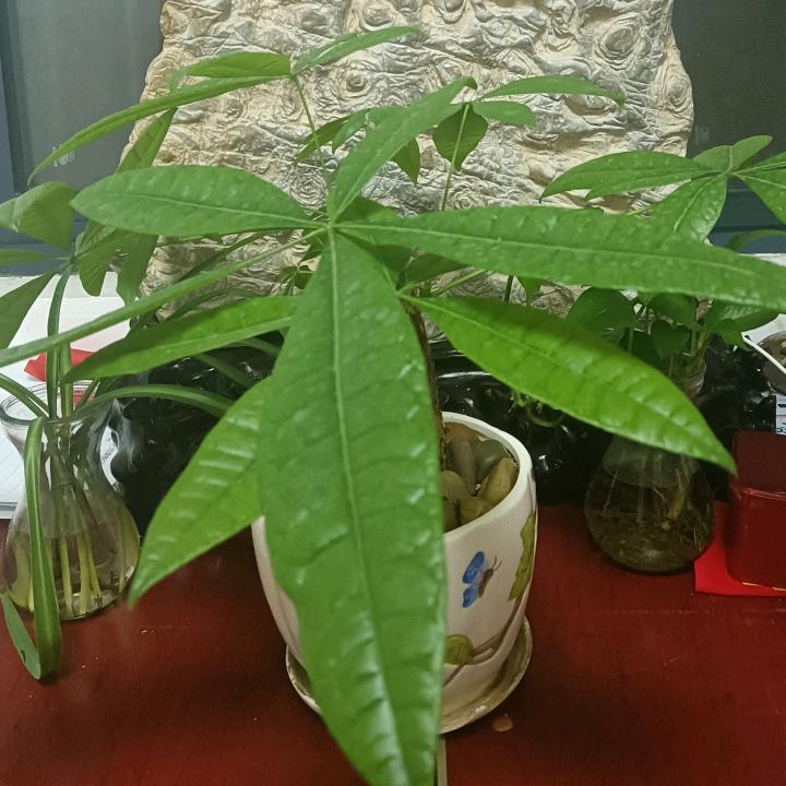 青城