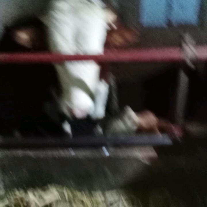沙马石依