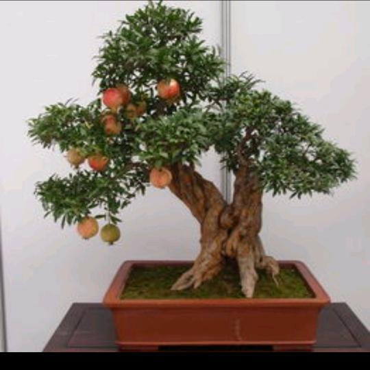 ᰔᩚ 峰꯭ 哥  盆꯭ 景 园 ࿐ོ