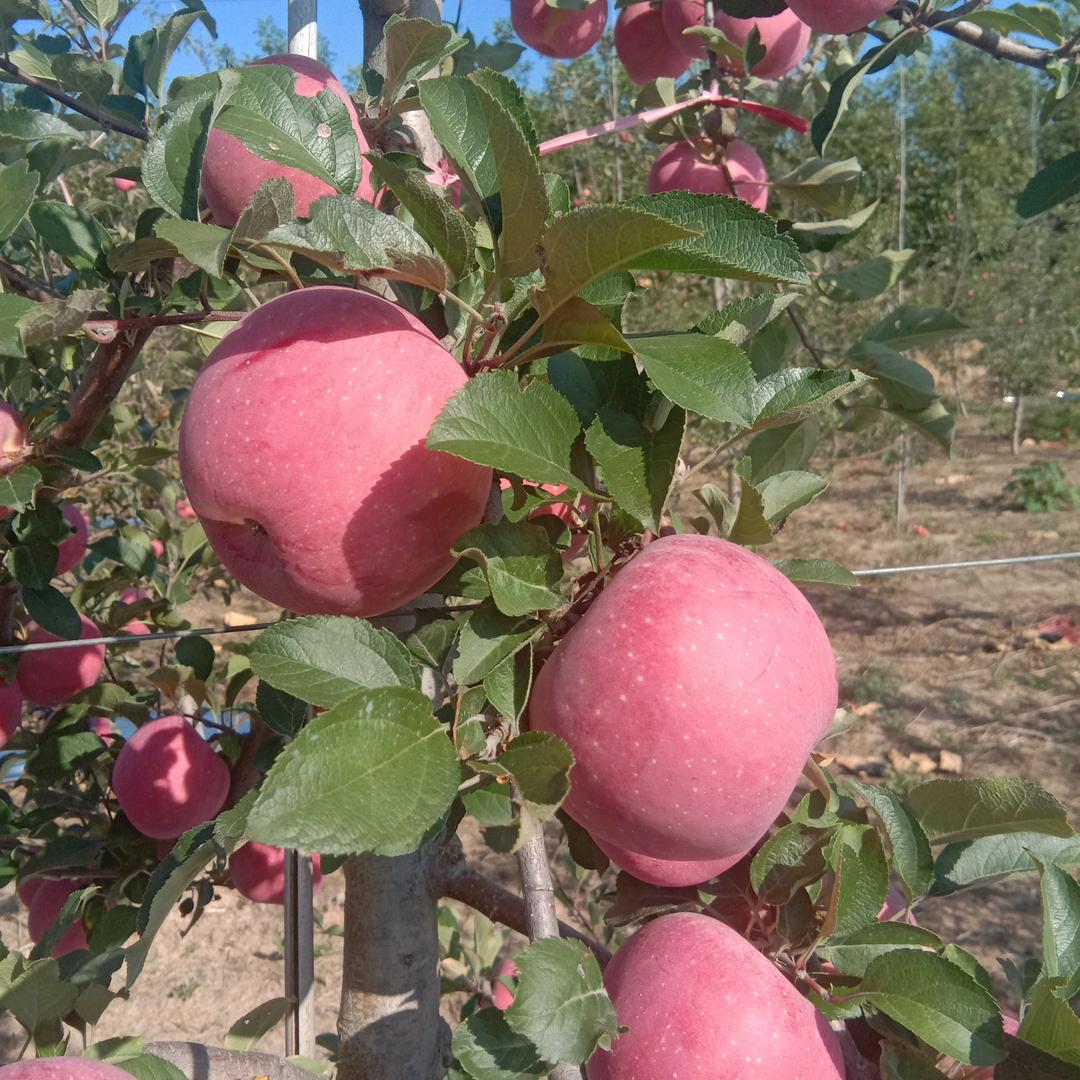 延安苹果核桃