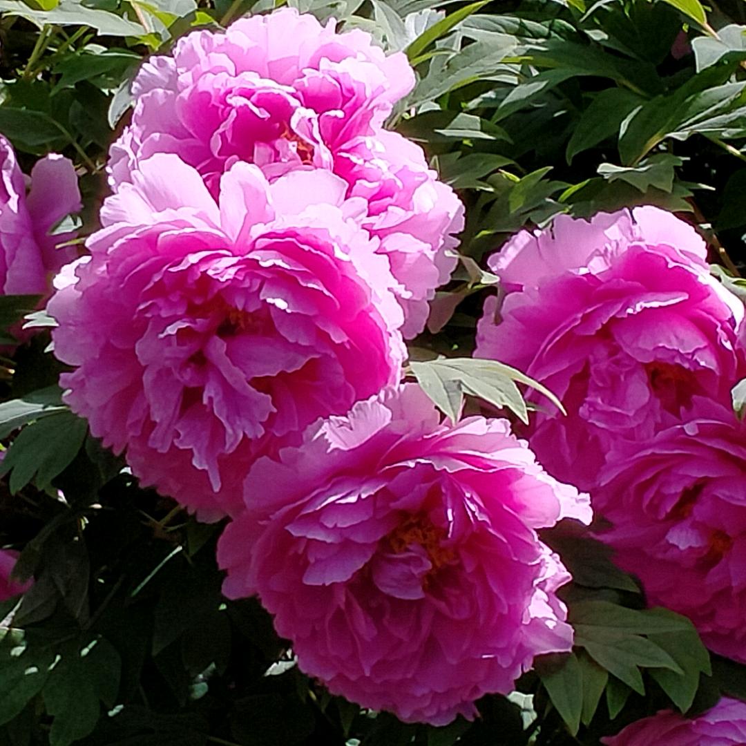 百菜