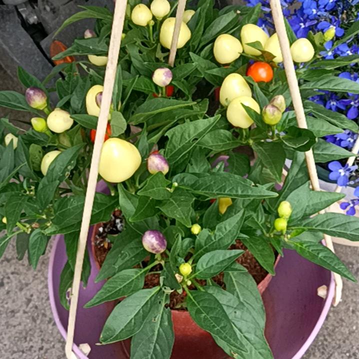 江南烟花
