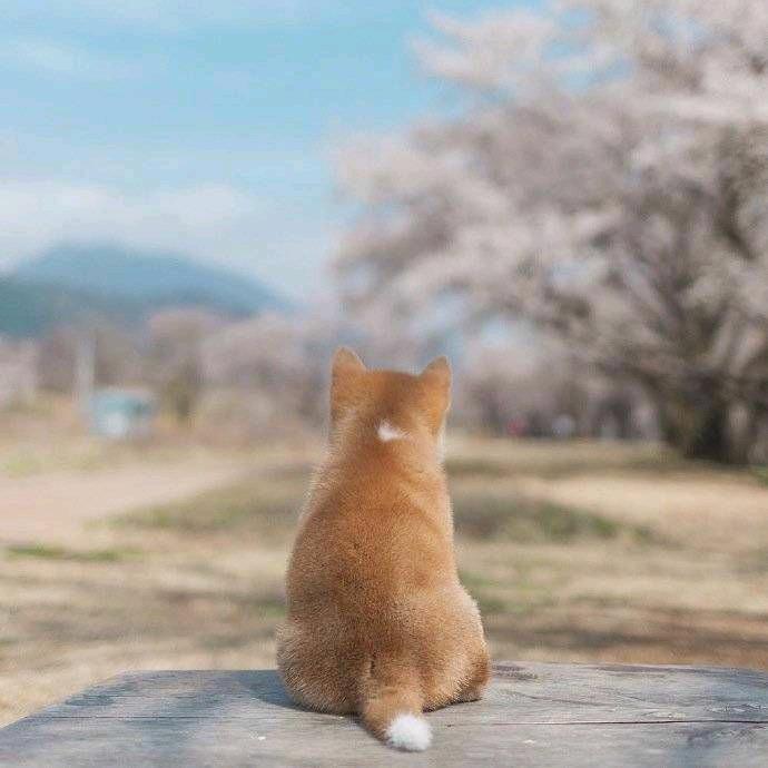 风缘夏日