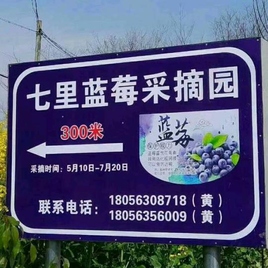 七里蓝莓园