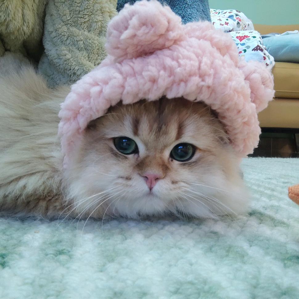 一猫之下