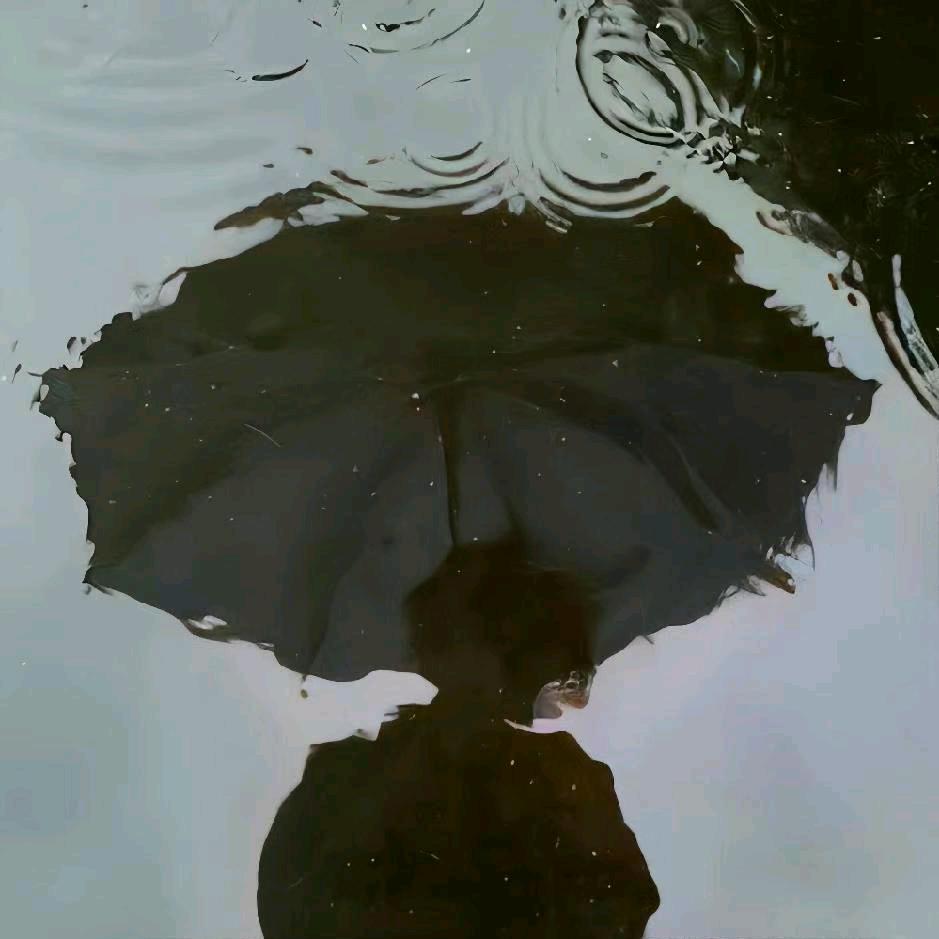 帽子