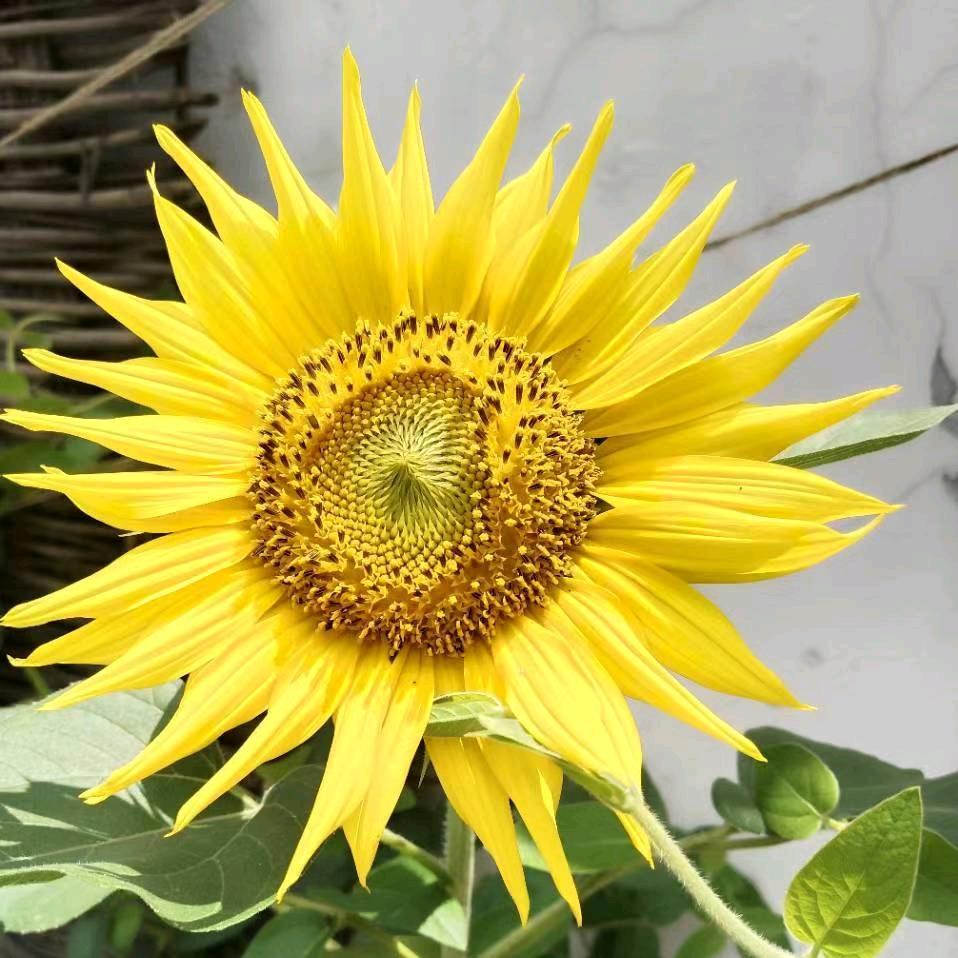 向日葵🌻庆儿