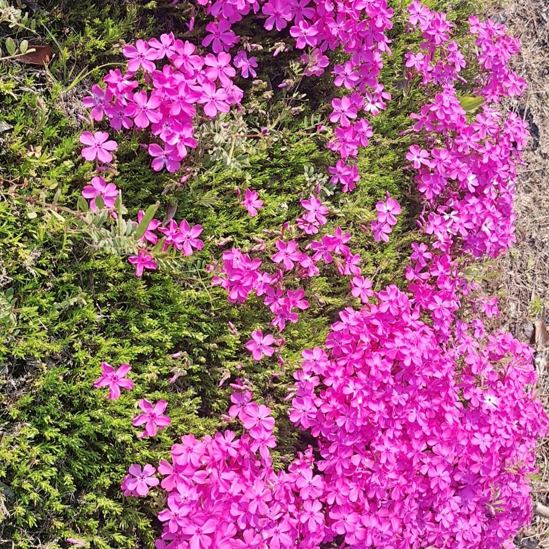 开心最重要，忘忧草